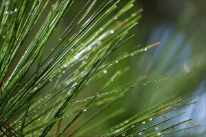 Photo Courtesy of: Rupert Ganzer