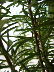 Photo Courtesy of: KitAy