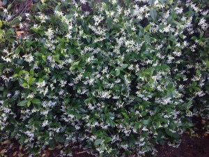 Photo: Laurence Simon