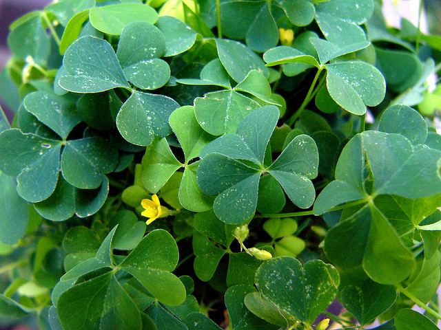 1086993337_f9bb4cd1c3_z