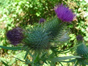 989074986_683fb8aa77_z