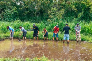 OluKai Ho'olaule'a Giveback Day 2015 Taro Planting 3
