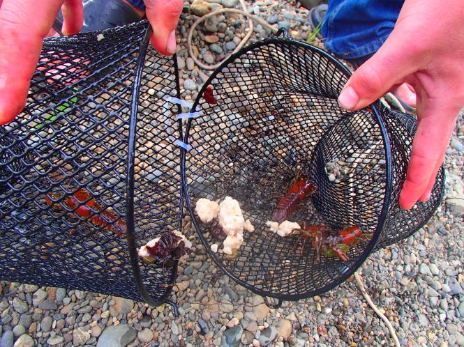 Catching Crawfish [Elma, Washington] – Aquaberry Bliss