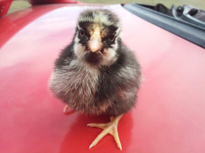 chick2